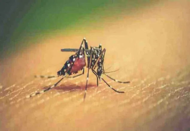 ৫৩৬ জন ডেঙ্গু রোগী শনাক্ত