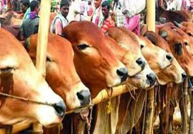রাজধানীতে ১৭ জুলাই থেকে বসবে কোরবানির পশুর হাট