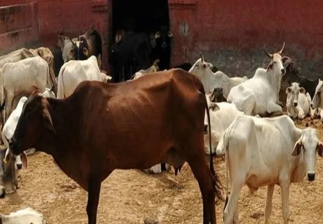 আসামে মন্দিরের ৫ কিমির মধ্যে গো-মাংস বিক্রি নিষিদ্ধের বিল উত্থাপন