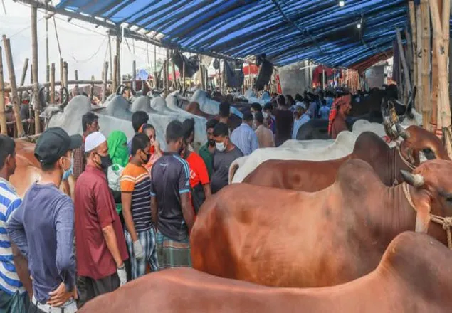 কোরবানির হাটে ৪৬ শর্ত, মানা হচ্ছে কতটুকু