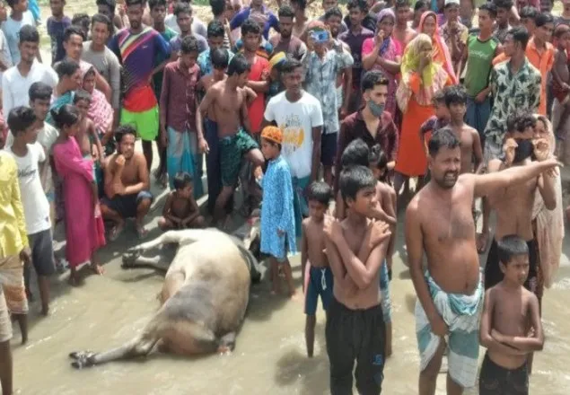 পদ্মা নদীতে গরুবোঝাই ট্রলার ডুবি