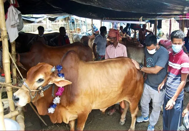 রাজধানীর ১৮ অস্থায়ী হাটে পশু কেনাবেচা শুরু কাল