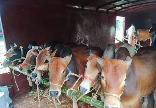 ৩ স্পেশাল ট্রেনে ঢাকায় এলো ৯০০ কোরবানির পশু