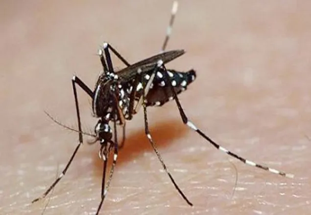 ২৪ ঘণ্টায় আরও ৮৫ ডেঙ্গু রোগী হাসপাতালে