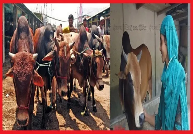 এবার ঈদে ৯০ লাখ ৯৩ হাজার পশু কোরবানি হয়েছে
