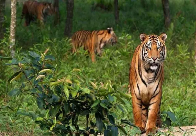 বিশ্ব বাঘ দিবস আজ
