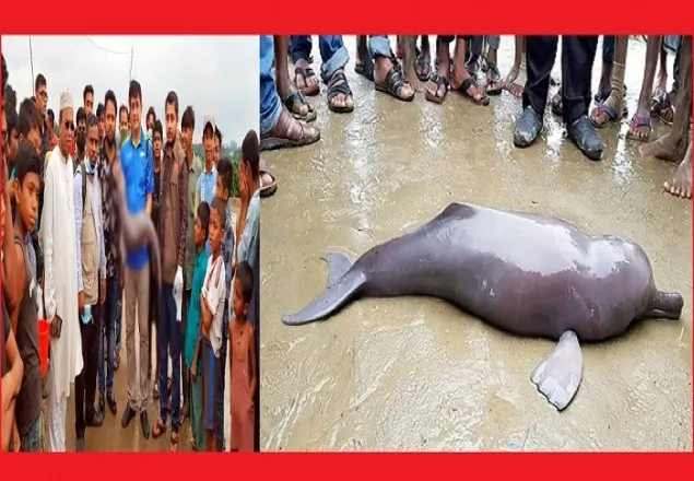 কর্ণফুলী নদী থেকে মৃত ডলফিন উদ্ধার