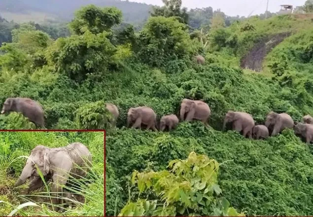 কক্সবাজারে এক বছরে বন্য হাতির ১৬ বাচ্চা প্রসব