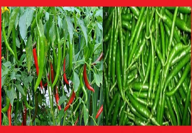 বাজারে কাঁচামরিচের ঝাল চড়া