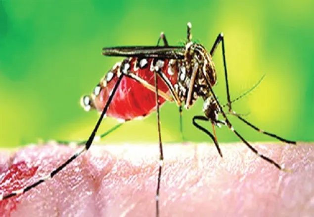 ডেঙ্গুতে আক্রান্ত হয়ে আরও ২১০ জন হাসপাতালে 