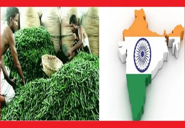 অবশেষে ভারত থেকে কাঁচামরিচ আমদানি শুরু