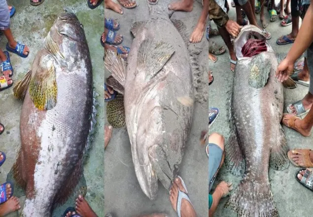 সেন্টমার্টিনে বড়শিতে ধরা পড়ল ৭০ কেজির বোল মাছ
