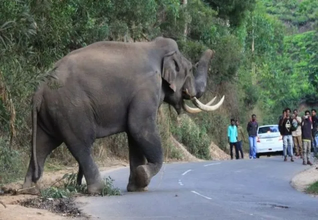 হাতি ও মানুষ কি শহরে একসঙ্গে বসবাস করতে পারে?