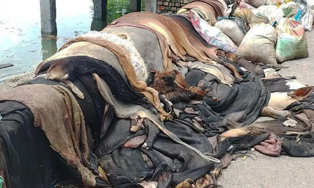 চামড়ার নামমাত্র দাম, ফেলে দিয়েছেন অনেকে