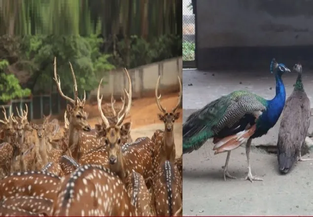 জাতীয় চিড়িয়াখানার পশু-পাখির প্রজনন বেড়েছে, বিক্রি হচ্ছে হরিণ-ময়ূর