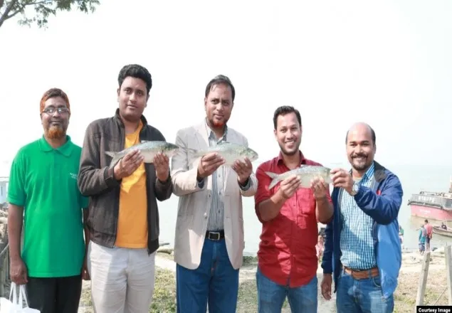 নিরাপদ পরিবেশ পেলে এক ইলিশ থেকে ১৬ লাখ ইলিশ উৎপাদন সম্ভব