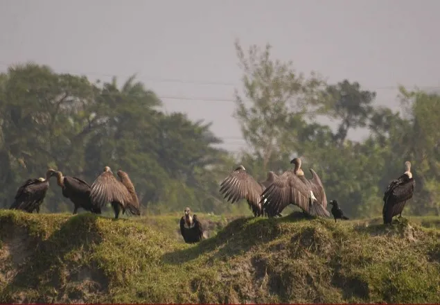 দেশে এখন মাত্র ২০০ শকুন, হবিগঞ্জেই ১০০’র বেশি