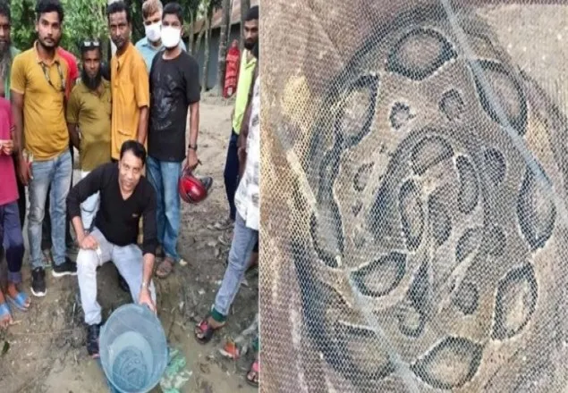 গড়াই নদীতে জালে ধরা পড়ল ভয়ঙ্কর ‘রাসেল ভাইপার’