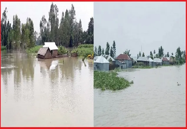 বন্যায় বিপর্যস্ত টাঙ্গাইল, পানিতে তলিয়ে গেছে ৮০০ হেক্টর জমির ফসল
