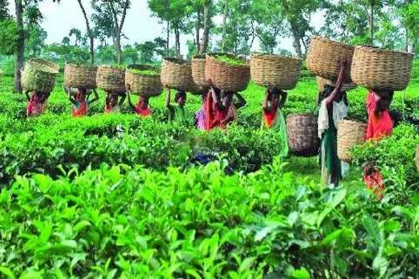 চা উৎপাদনে বাংলাদেশের নতুন রেকর্ড