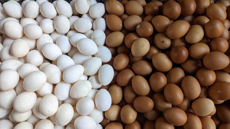 DNCRP to supply eggs in 13 Dhaka markets