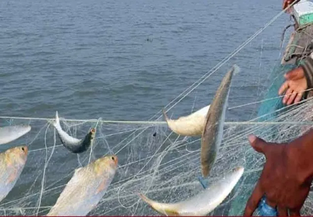 ৪ অক্টোবর থেকে ইলিশ ধরা নিষিদ্ধ