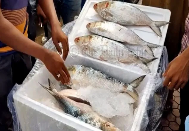 বেনাপোল দিয়ে ভারত গেল আরও ২০৯ টন ইলিশ