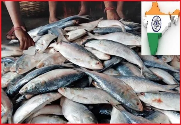 ভারতের বাজারে স্লোগান, ইলিশের অভাব পড়তে দেবে না হাসিনা সরকার
