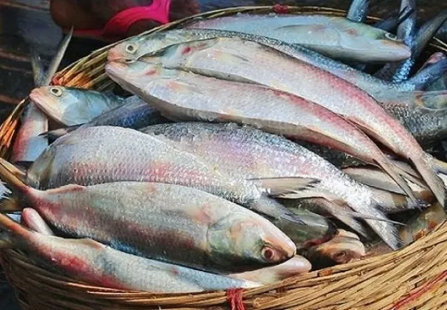 পূজা উপলক্ষে ভারতে গেল আরও ১৮৬ টন ইলিশ