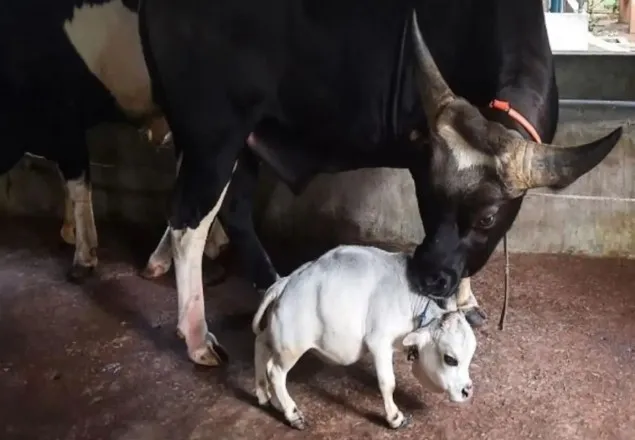 বিশ্বের সবচেয়ে ছোট গরুর স্বীকৃতি পেল ‘রানি’