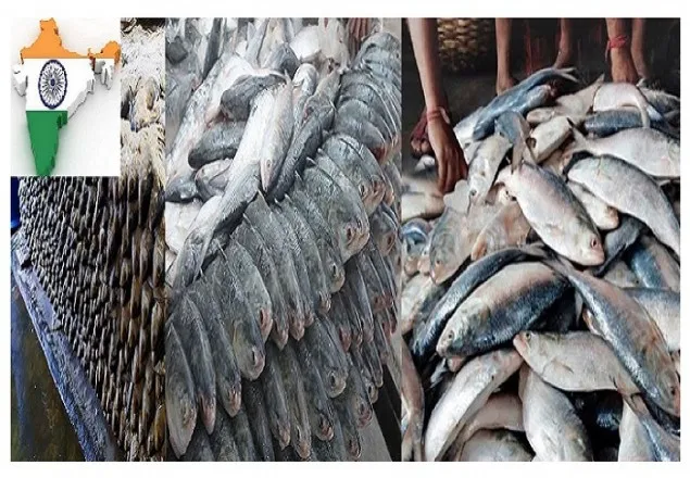 ১৯ দিনে ৪ হাজার ৬০০ টন ইলিশ ভারতে, দেশের বাজারে আগুন