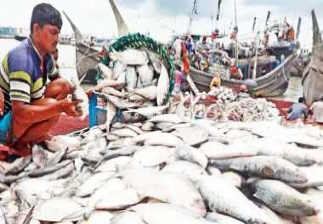 পদ্মায় ২২ দিন ইলিশ ধরা বন্ধ