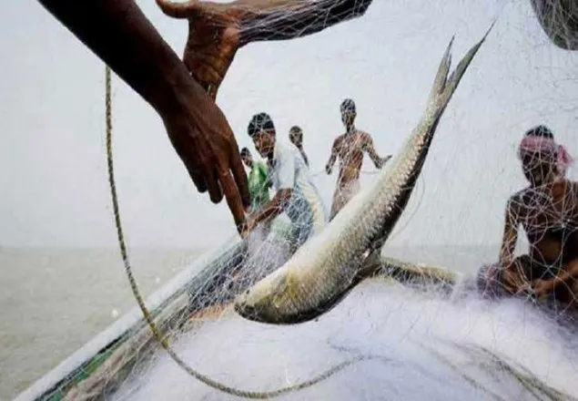 মধ্যরাত থেকে ইলিশ ধরা-ক্রয়-বিক্রয় নিষিদ্ধ