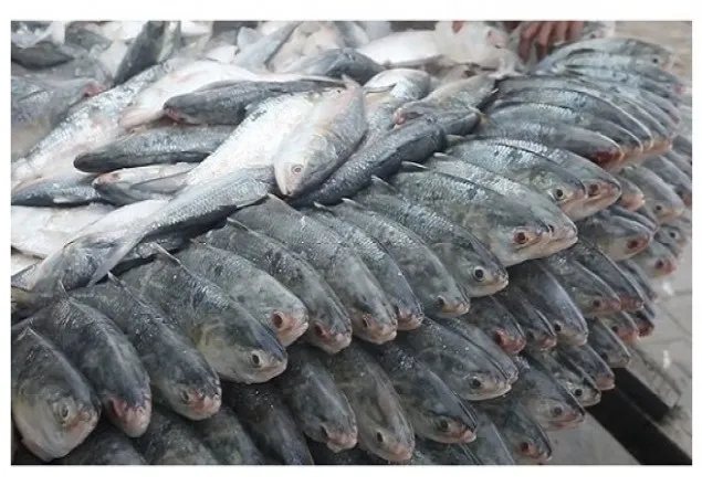 আজ থেকে ইলিশ আহরণ কেনাবেচা নিষিদ্ধ