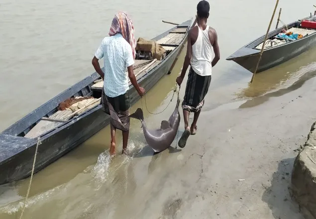 যমুনা নদীতে ধরা পড়ল মৃত ২ ডলফিন