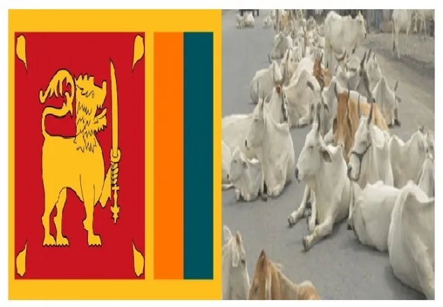 গরু জবাই নিষিদ্ধ করতে যাচ্ছে লঙ্কান সরকার