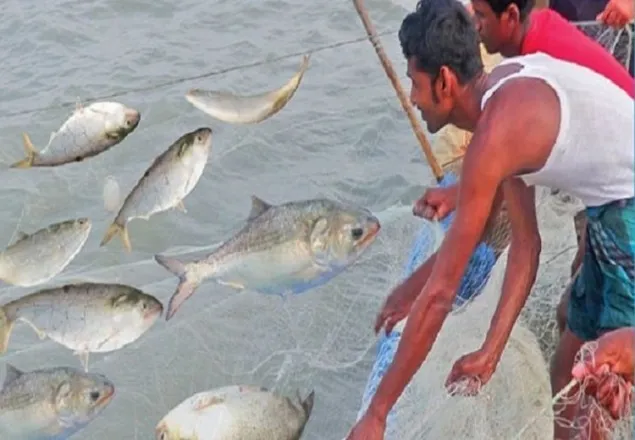 আজ নিষেধাজ্ঞা শেষ, মধ্যরাত থেকে ইলিশ ধরা শুরু