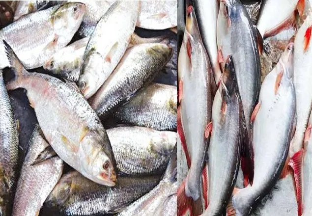 ইলিশের বদলে ধরা পড়ছে পাঙ্গাস