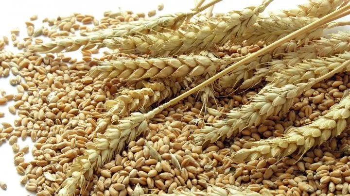 রাশিয়া থেকে  ৫২ হাজার ৫০০ মেট্রিক টন গম আমদানি