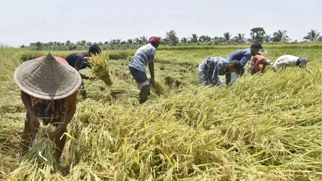 Boro paddy cultivation in Rajshahi exceeds expectations, farmers reap benefits
