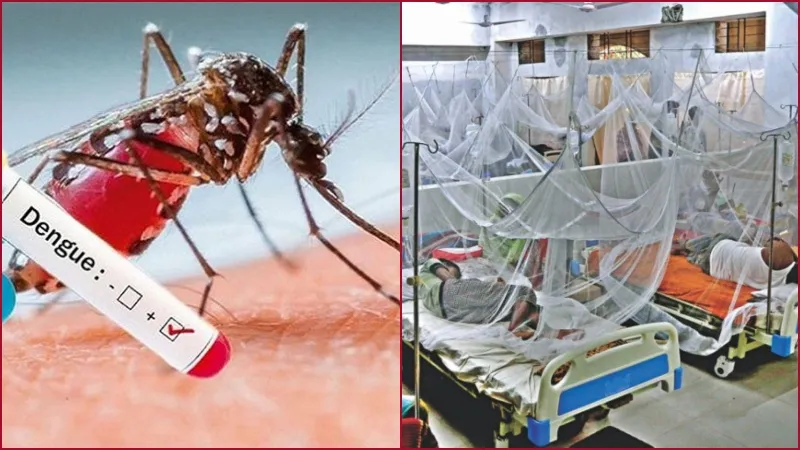 ডেঙ্গু জ্বরে আক্রান্ত রোগীর সংখ্যা ও মৃত্যুর হার বৃদ্ধি পাওয়ায় জামায়াতের উদ্বেগ