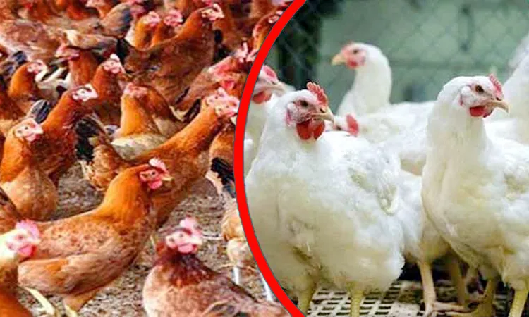মুরগির দাম কেজিতে বাড়ল ২০ টাকা