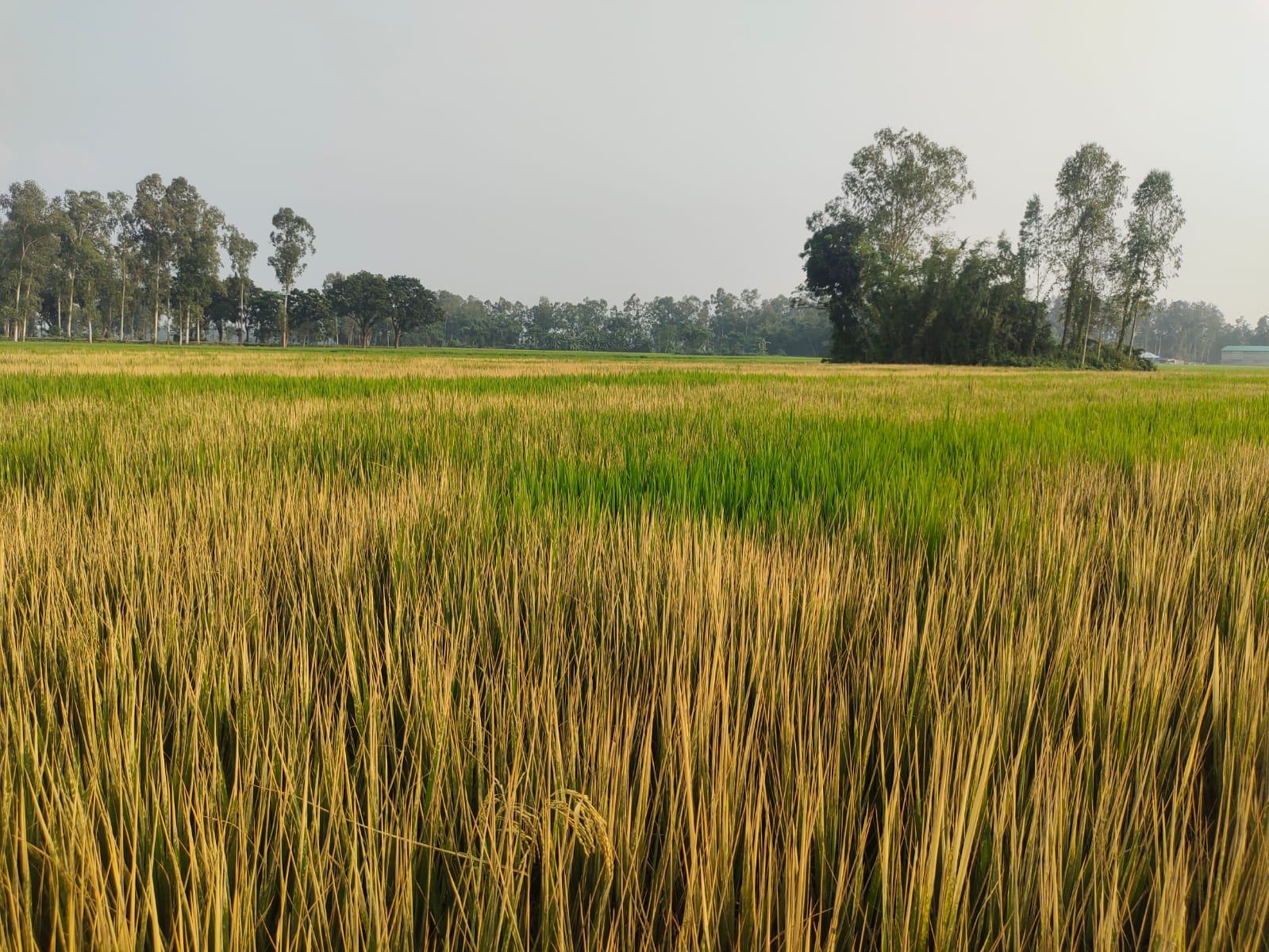 ঠাকুরগাঁওয়ে ছত্রাকনাশক স্প্রে করে সাড়ে চার বিঘা ধান নষ্টের অভিযোগ