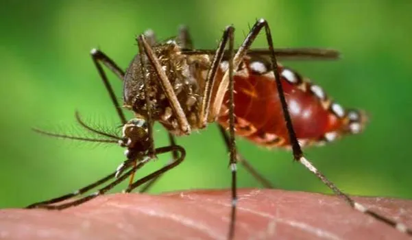 ডেঙ্গুতে আরও ২ জনের মৃত্যু, শনাক্ত ৩৮১