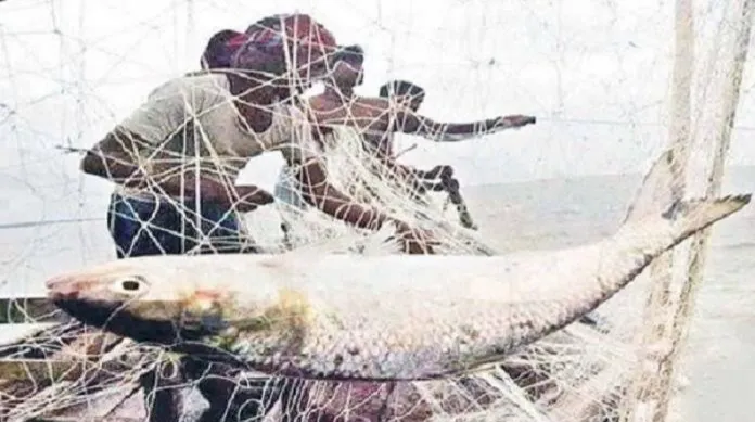 আজ মধ্যরাত থেকে ইলিশ ধরা নিষিদ্ধ