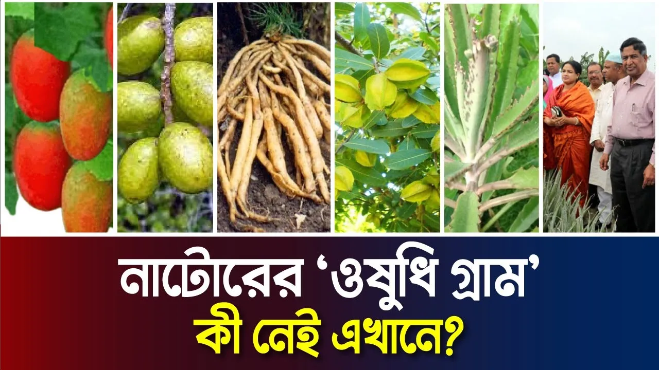 ১৫টি গ্রামে চাষ হচ্ছে শুধুই ভেষজ গাছ