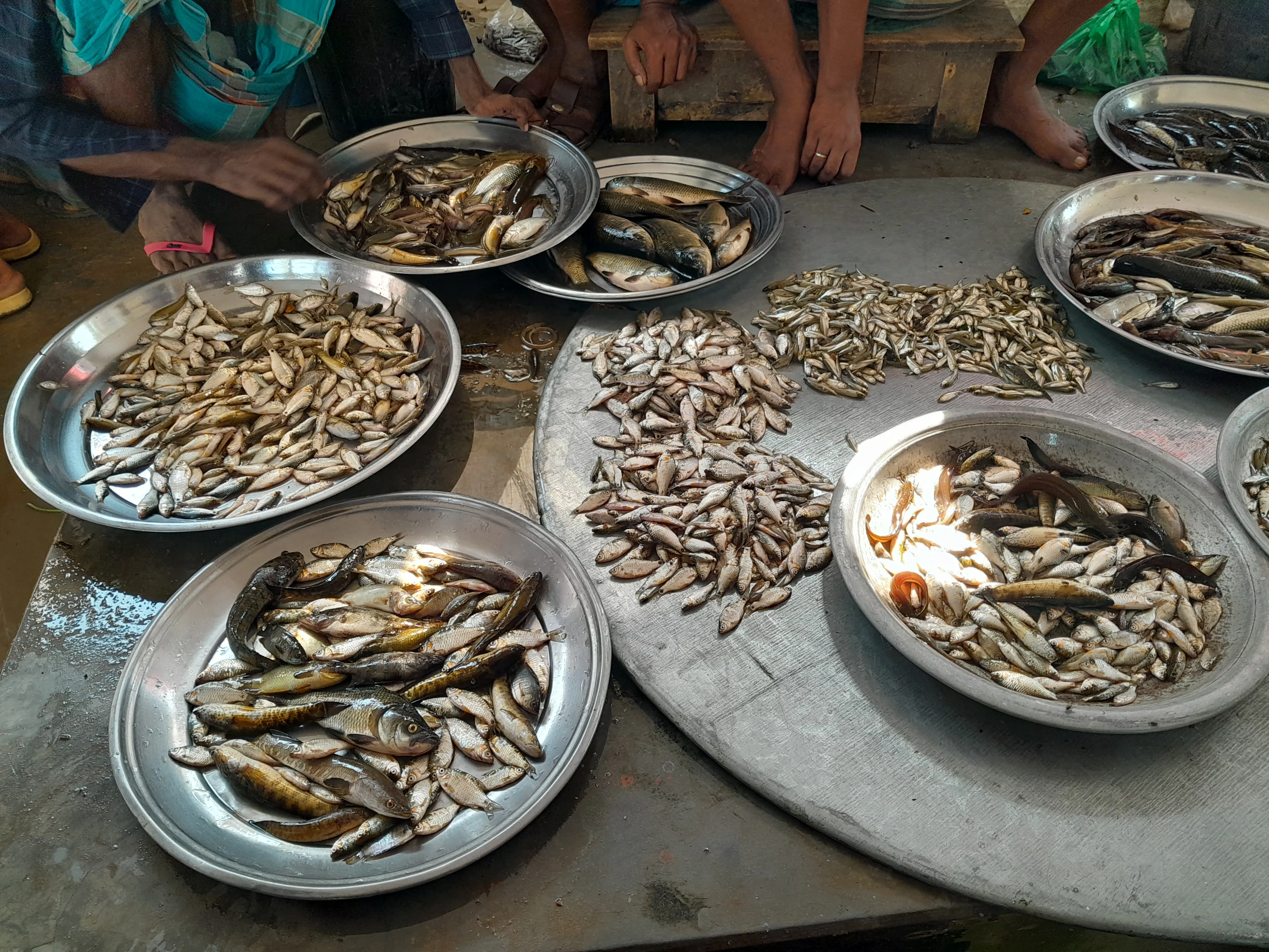 বেড়েছে অন্য মাছের দাম