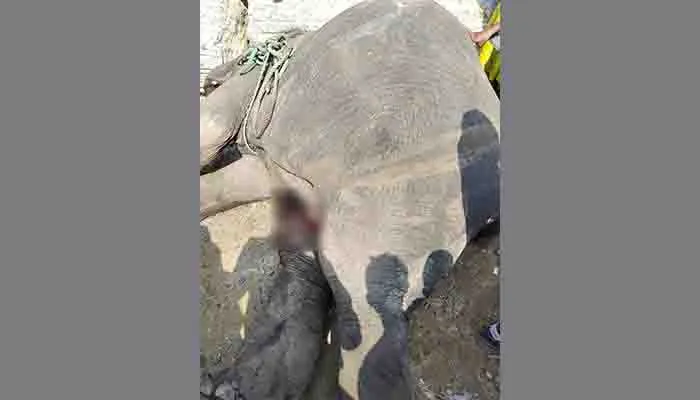 রাজধানীতে ট্রেনের ধাক্কায় হাতির মৃত্যু