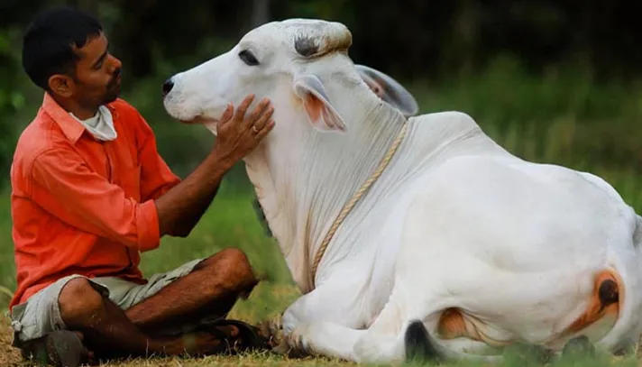 ভালোবাসা দিবসে গরুকে জড়িয়ে ধরতে নোটিশ জারি