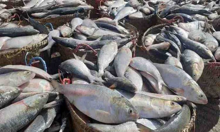 Ilish price remains high despite increased supply
